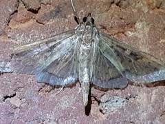 Lepidoptera