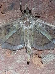 Lepidoptera