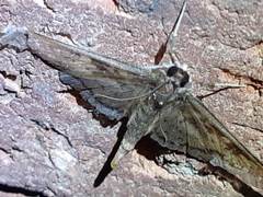 Lepidoptera
