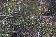 Styphelia biflora