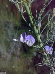 Psoralea verrucosa
