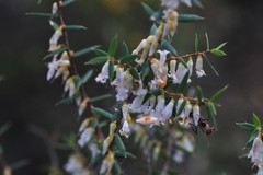 Styphelia biflora