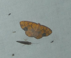 Scardamia chrysolina