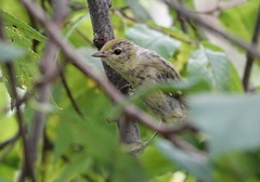 Setophaga castanea