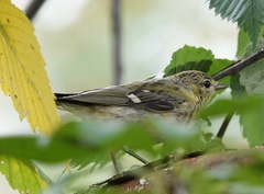 Setophaga castanea