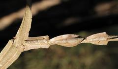 Secamone parvifolia