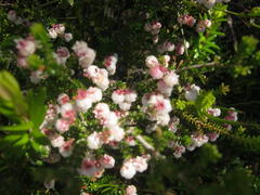 Erica formosa