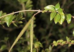 Secamone parvifolia