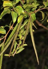 Secamone parvifolia