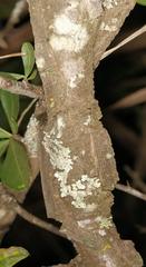 Secamone parvifolia