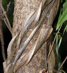 Secamone parvifolia