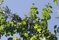 Secamone parvifolia