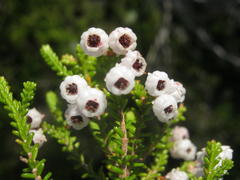 Erica formosa