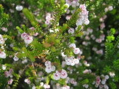 Erica formosa