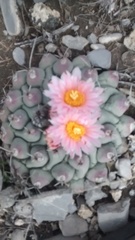 Thelocactus rinconensis