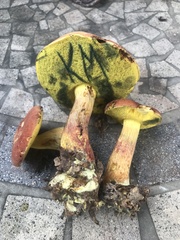Boletus miniato-olivaceus