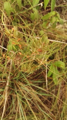 Searsia magalismontana magalismontana