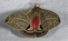 Austrolippa cruenta