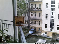 Phoenicurus ochruros