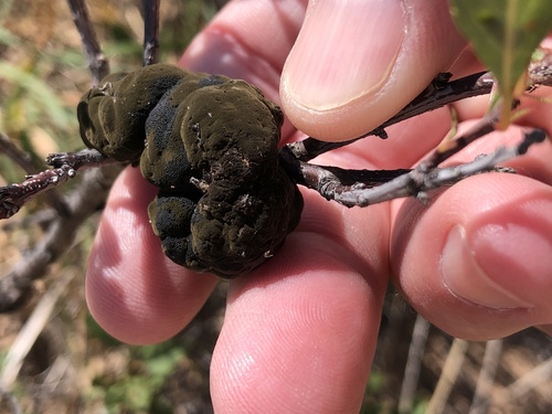 black knot (Apiosporina morbosa)