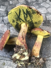 Boletus miniato-olivaceus