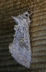 Syngrapha viridisigma