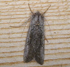 Syngrapha viridisigma