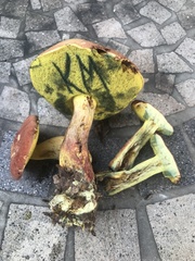 Boletus miniato-olivaceus
