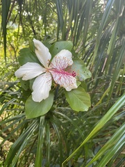 Hibiscus arnottianus