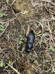 Nicrophorus guttula