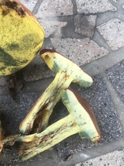 Boletus miniato-olivaceus