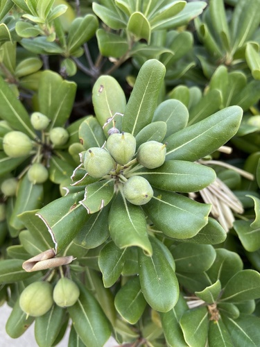 Pittosporum tobira