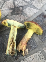 Boletus miniato-olivaceus