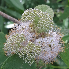 Callicarpa acuminata