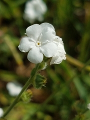 Plagiobothrys nothofulvus