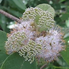 Callicarpa acuminata