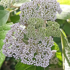 Callicarpa acuminata