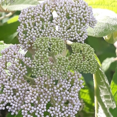 Callicarpa acuminata