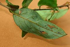 Sycacantha inopinata