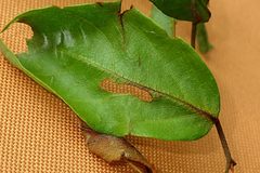 Sycacantha inopinata