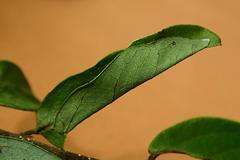 Sycacantha inopinata