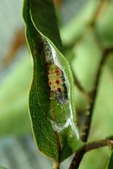 Sycacantha inopinata