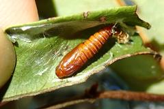 Sycacantha inopinata