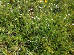 Plagiobothrys nothofulvus