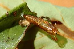 Sycacantha inopinata