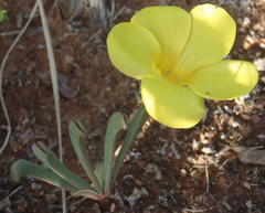 Oxalis flava flava