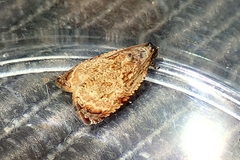 Sycacantha inopinata