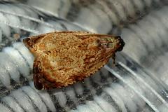 Sycacantha inopinata