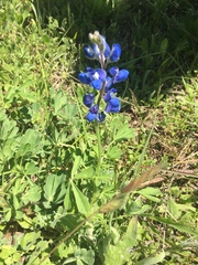 Lupinus subcarnosus