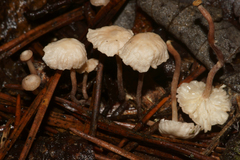 Marasmiellus praeacutus